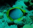 Butterflyfish - Black Backed Butterflyfish - Chaetodon melannotus