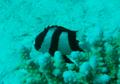 Damselfish - Banded Damselfish - Dascyllus aruanus