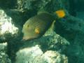 Triggerfish - Orange-striped Triggerfish - Balistapus undulatus