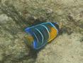 Angelfish - Queen Angelfish - Holacanthus ciliaris