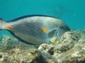 Surgeonfish - Sohal Surgeonfish - Acanthurus sohal