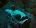 Pufferfish - Masked Puffer - Arothron diadematus