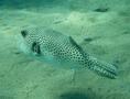 Pufferfish - Star Puffer - Arothron stellatus