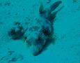 Pufferfish - Whitespotted Puffer - Arothron hispidus