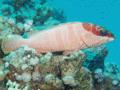 Groupers - Blacktip Grouper - Epinephelus fasciatus