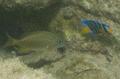 Angelfish - Queen Angelfish - Holacanthus ciliaris