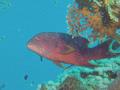 Groupers - Lunartail Grouper - Variola louti