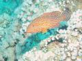 Groupers - Coral Grouper - Cephalopholis miniata