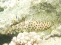 Groupers - Greasy Grouper - Epinephelus tauvina