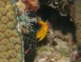 Angelfish - Rock Beauty - Holacanthus tricolor