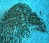 Catfish - Striped eel catfish - Plotosus lineatus