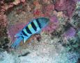 Damselfish - Indo-Pacific Sergeant - Abudefduf vaigensis