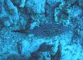Filefish - Scrawled Filefish - Aluterus scriptus