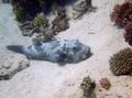 Pufferfish - Star Puffer - Arothron stellatus