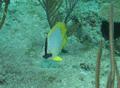 Butterflyfish - Spotfin Butterflyfish - Chaetodon ocellatus