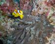 Damselfish - Red Sea Anemonefish - Amphiprion bicinctus