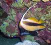 Butterflyfish - Red Sea Bannerfish - Heniochus intermedius