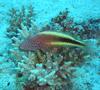 Hawkfish - Blackside Hawkfish - Paracirrhites forsteri