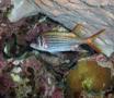 Squirrelfish - Bloodspot Squirrelfish - Neoniphon sammara