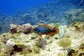 Parrotfish - Redband Parrotfish - Sparisoma aurofrenatum