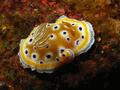 Nudibranch - Chromodoris geminus - Chromodoris geminus