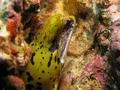 Moray - Fimbriated Moray - Gymnothorax fimbriatus