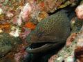 Moray - Giant Moray - Gymnothorax javanicus