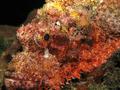 Scorpionfish - Tassled Scorpionfish - Scorpaenopsis oxycephala