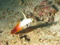 Gobies - Fire Goby - Nemateleotris magnifica