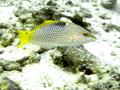 Wrasse - Checkerboard Wrasse - Halichoeres hortulanus