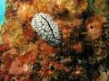 Nudibranches - Pimpled Phyllidiella - Phyllidiella pustulosa