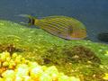 Surgeonfish - Lined Surgeonfish - Acanthurus lineatus