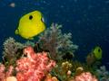 Butterflyfish - Indian Teardrop Butterflyfish - Chaetodon interruptus