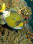 Triggerfish - Titan Triggerfish - Balistoides viridescens