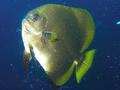 Spadefish - Golden Spadefish - Platax boersii