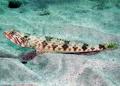 Lizardfish - Sand Diver - Synodus intermedius