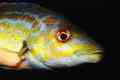 Wrasse - Cuckoo Wrasse - Labrus mixtus