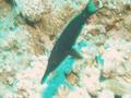 Wrasse - Bird Wrasse - Gomphosus caeruleus