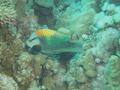 Wrasse - Slingjaw Wrasse - Epibulus insidiator