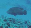 Wrasse - Humphead Wrasse - Cheilinus undulatus