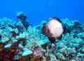 Damselfish - Rock Damselfish - Plectroglyphidodon sindonis