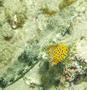 Trunkfish - Yellow Boxfish - Ostracion cubicus