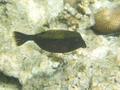 Trunkfish - Arabian Boxfish - Ostracion cyanurus