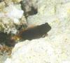 Blennies - Chestnut Blenny - Cirripectes castaneus