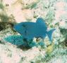 Triggerfish - Redtooth Triggerfish - Odonus niger