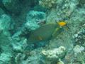 Triggerfish - Orange-striped Triggerfish - Balistapus undulatus