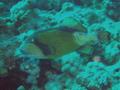 Triggerfish - Titan Triggerfish - Balistoides viridescens