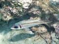 Squirrelfish - Bloodspot Squirrelfish - Neoniphon sammara