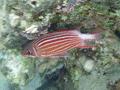 Squirrelfish - Crown Squirrelfish - Sargocentron diadema