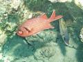 Squirrelfish - White-edged Soldierfish - Myripristis murdjan